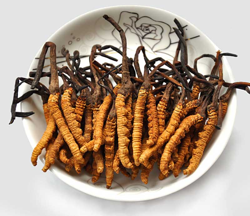 Bổ thận Đông Trùng Sâm